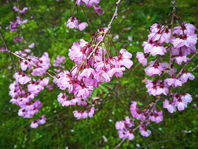 日语入门学习之假名的形成及汉字读音